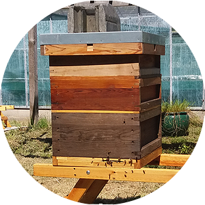 Picture of a beehive